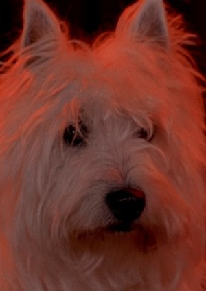 Dois Dragões (1996)