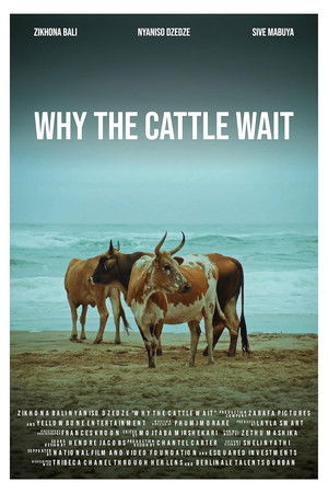 Why The Cattle Wait (2024)
