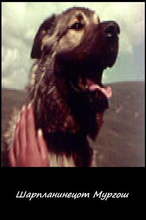 Шарпланинецот Мургош (1960)