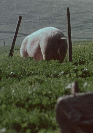 Pigs! (1967)