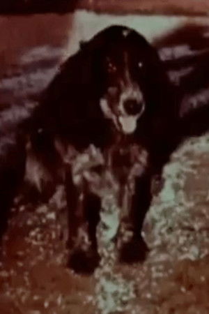 კუჩხი ბედინერი (1978)