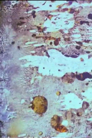 La Belle et la Bête (1908)