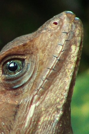 Lance Lizardi (2017)