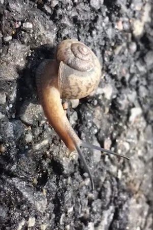 Hong Sangsoo – Winner of the Silver Bear for Best Screenplay (2021)