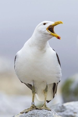 Sully Seagull